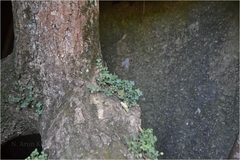 Peperomia tetraphylla